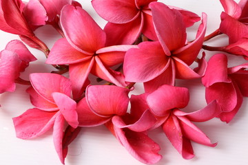 Fototapeta premium Red Frangipani flower isolated on white background