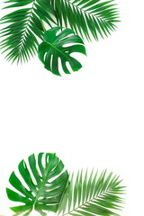 tropical green palm, monstera leaves , branches frame isolated on a white background. top view.copy space.abstract.