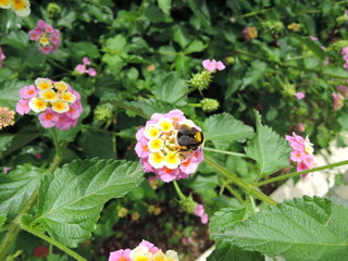 Bumblebee collects pollen from Lanthanum flower