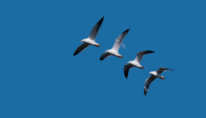 Sequence of seagull flying isolated on blue sky background, wings open widely.