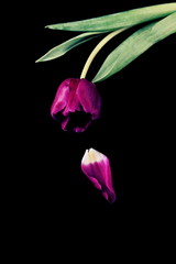 Beautiful purple tulip flowers and petal blured on a dark background, soft vintage filter. poster. floral card