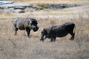 Fototapeta premium Warthogs grazing in Kruger National Park, South Africa