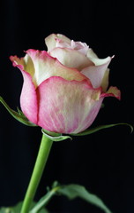 pink rose bud close up on black background . floral card. poster