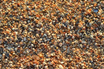 seashells on a sunny day
