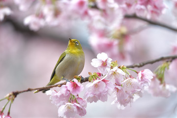 桜の花が咲く枝に止まって斜め右上を見るメジロ