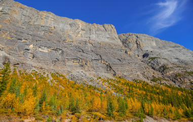 Autumn landscape view from Icefields parkway in Jasper national park