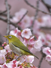 桜の花が咲く枝に止まって左側を見るメジロ