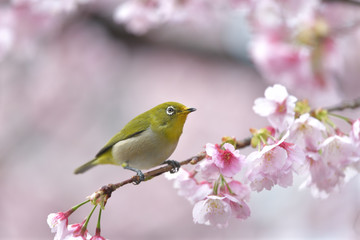 桜の花が咲く枝に止まって右上を見るメジロ