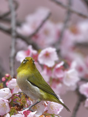 桜の花が咲く枝に止まって前を見るメジロ