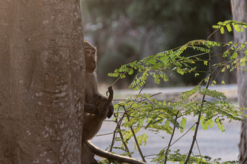 The macaque is secretly behind the tree In natural habitat