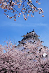 桜咲く鶴ヶ城