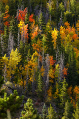 Colorful trees on mountain top in autumn time
