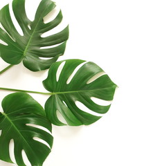 tropical green monstera leaves , branches pattern isolated frame on a white background. top view.copy space.abstract.