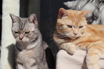 ２匹の猫アメリカンショートヘアー