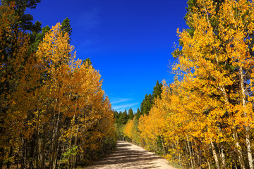 Rural road in Colorado through Aspen trees