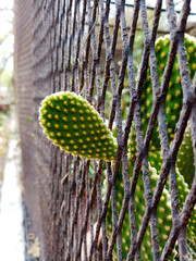 peeking cactus for sunlight