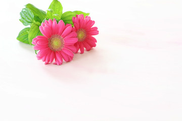 ガーベラ　利休草