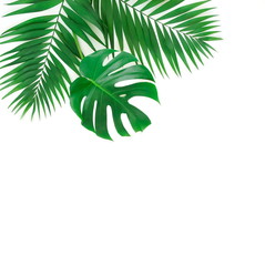 tropical green palm, monstera leaves , branches frame isolated on a white background. top view.copy space.abstract.