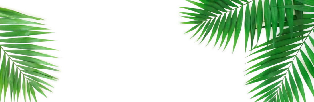 Banner tropical green palm leaves , branches frame isolated on a white background. top view.copy space.abstract. © irenastar