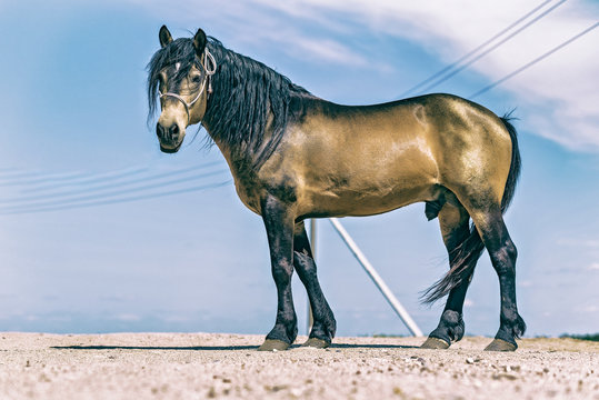 A horse grazes at noon on a farm. Photographed in close-up.