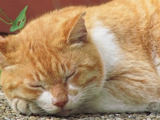 Fototapeta premium 猫の昼寝