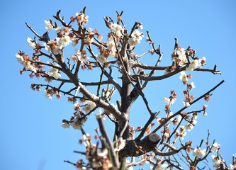 梅の花