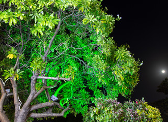 Green leaves of a tree on nature