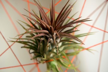 Airplant Tillandsia