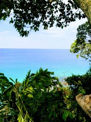  Green forest and the sea