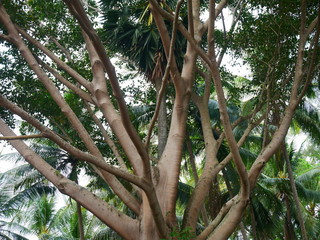 Fototapeta premium Big tree with many branches in a big forest