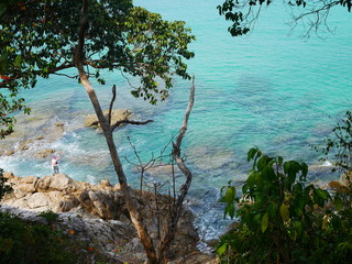  Green forest and the sea