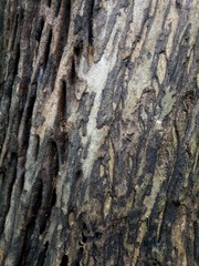 detail of texture of old teak tree. wood background