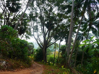  Path in the big forest in Phuket Island