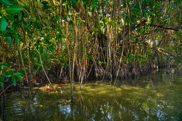 River side view with coconut tree and house in alleppey. Kerala 