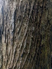 detail of texture of old teak tree. wood background