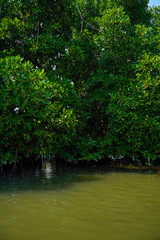 River side view with coconut tree and house in alleppey. Kerala 