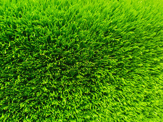 Beautiful green grass background texture and environment concept, green field garden