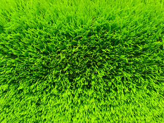 Beautiful green grass background texture and environment concept, green field garden