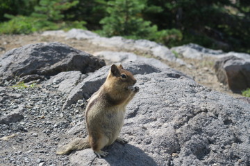 Ground squirrel eats