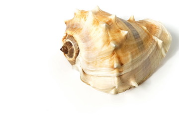 Seashell on white background close up. poster