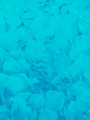 Beautiful abstract color purple and blue flowers graphic on black background and green flower frame and purple leaves texture, blue background, colorful graphics banner happy valentine day