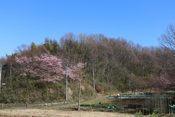 里山と畑
