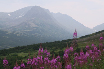 Violet flowers in the mountains