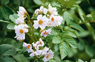 Flowering potato. Potato flowers grow in plant. White blooming potato flower on farm field.  