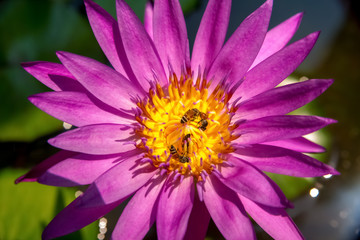 Red flower insects bees pollinate flowers