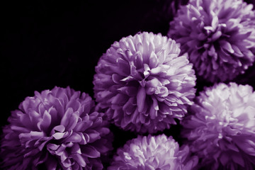 Beautiful abstract color blue pink and purple flowers on black background and blue graphic white flower frame and pink leaves texture, purple background, colorful graphics banner 