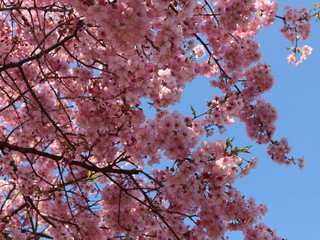 河津桜 03