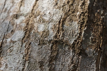 Embossed texture of the bark of trees. the vintage photo style of the old bark tree texture abstract background.