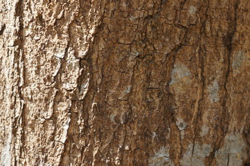 wood bark texture closeup for natural brown abstract bacgkround