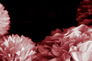 Beautiful abstract color pink and red flowers graphic on black background and light black and pink flower frame and pink leaves texture, dark background, red banner happy valentine